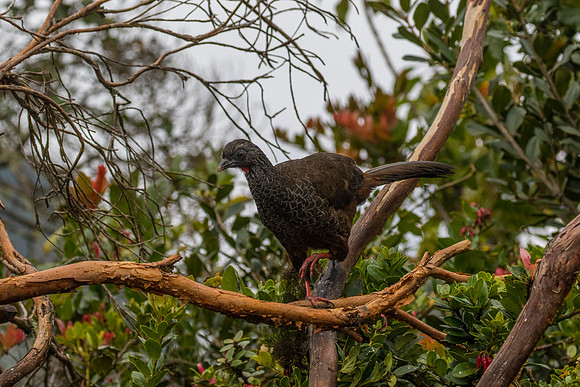 Andean guan KAC9176