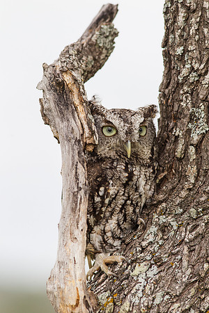Eastern screech-owl KAC7353