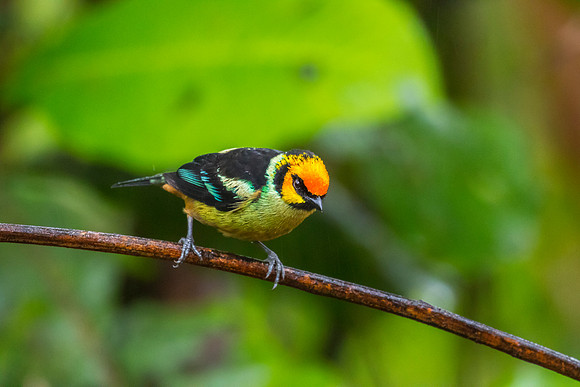 Flame-faced tanager KAC9978