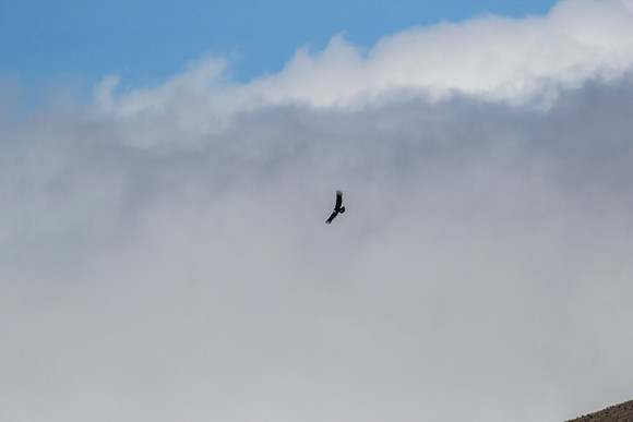 Andean Condor KAC8305