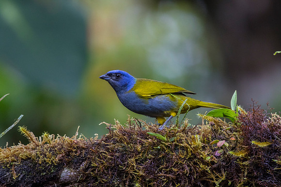 Blue-capped tanager KAC9826