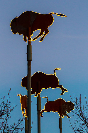 5 Buffalo Weathervane KAC8516