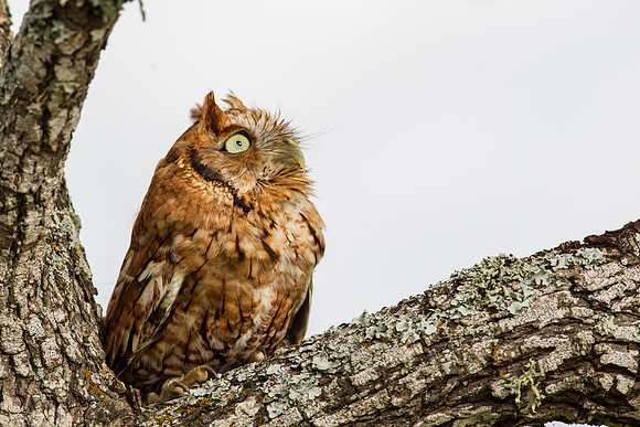 Eastern screech-owl KAC7335
