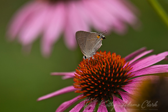 Gray hairstreak butterfly KAC1647