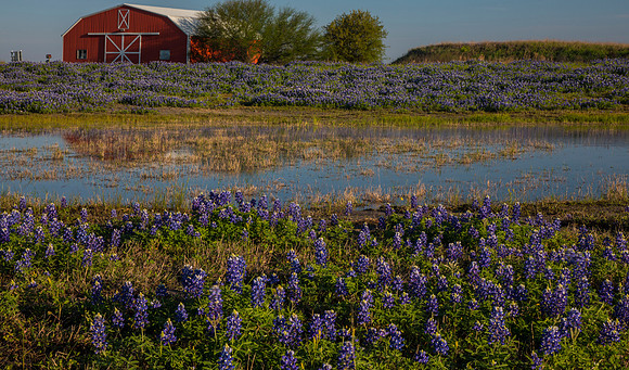 Texas Bluebonnet KAC0824