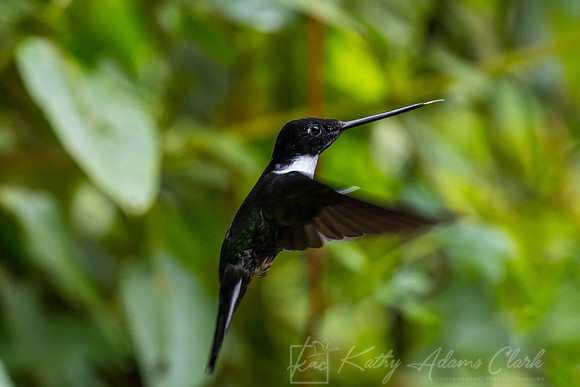 Collared inca hummingbird KAC8216