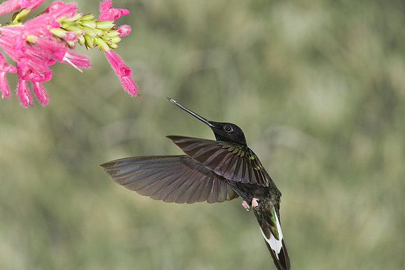 Collared inca hummingbird pp KAC5599