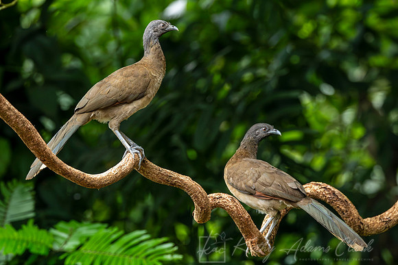 Gray-headed chachalaca KAC5202-Enhanced-NR