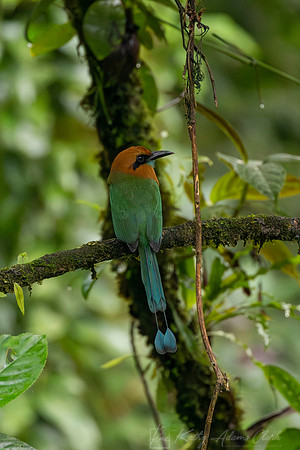 Broad-billed motmot KAC6379