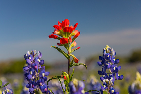 Indian Paintbrush KAC0770