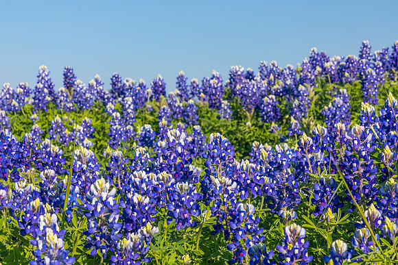 Texas Bluebonnet KAC0844