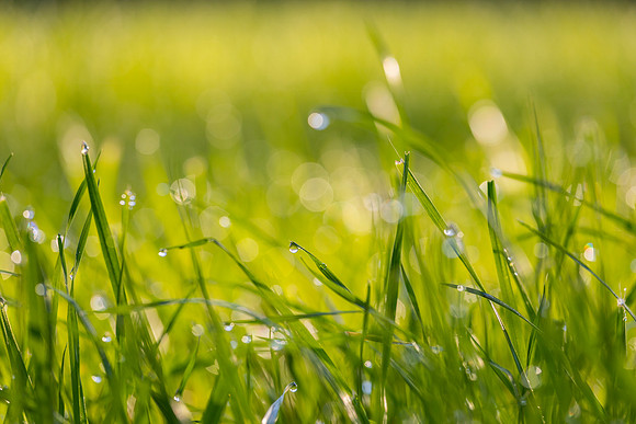 Grass Morning Spring KAC0564