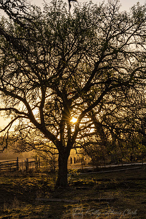 Sunset Tree KAC9793