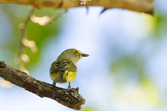 White-eyed vireo KAC6474