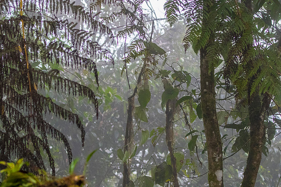 Cloud Forest Fog KAC0034