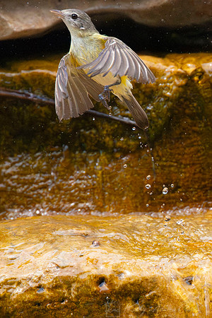 Bell's vireo KAC0445-Enhanced-NR