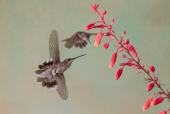 Black-chinned hummingbird KAC8112