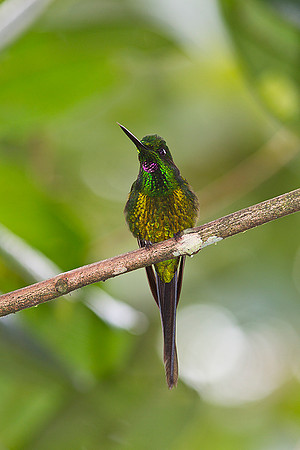 Empress brilliant hummingbird KAC0380
