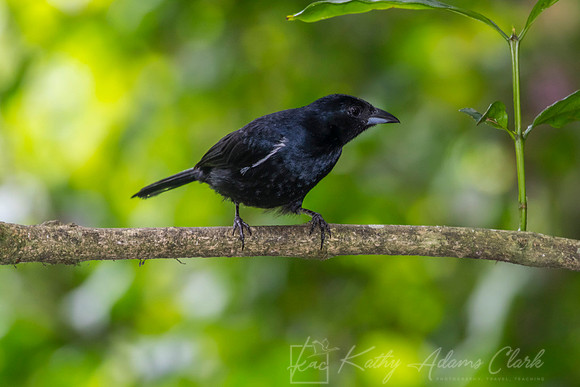 White-lined tanager KAC9389