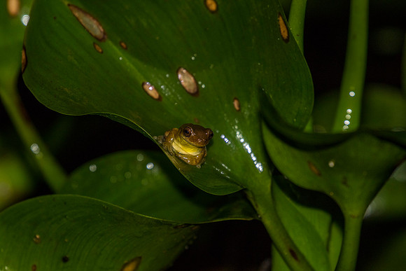 Executioner Clownfrog KAC0762