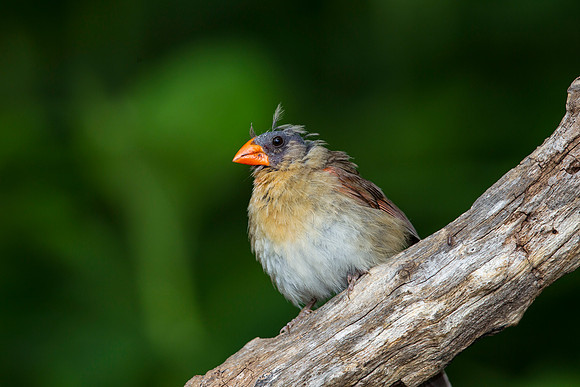 Northern cardinal KAC7895