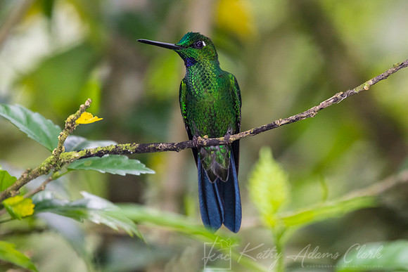 Green-crowned brilliant hummingbird KAC9561