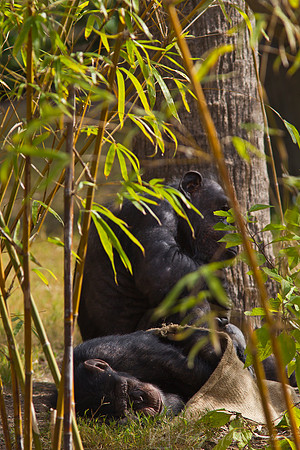 Chimpanzee KAC9506