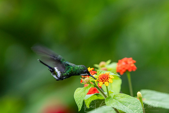 Green thorntail hummingbird KAC6568