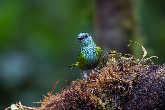 Black-capped tanager KAC0016