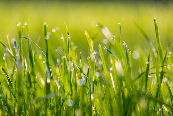 Grass Morning Spring KAC0568