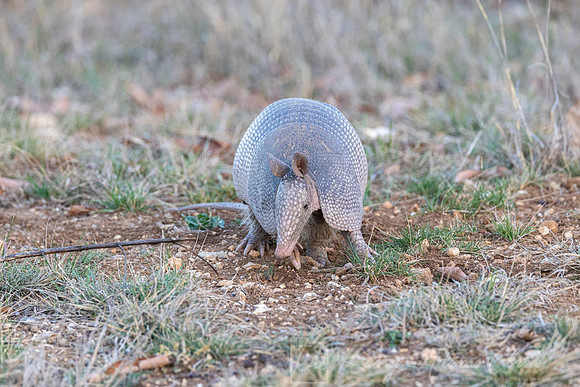 Nine-banded armadillo KAC2960