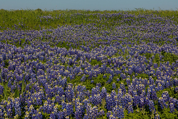 Texas Bluebonnet KAC0838