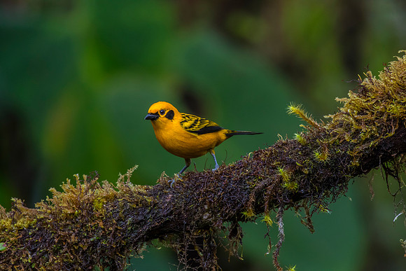 Golden tanager KAC9875