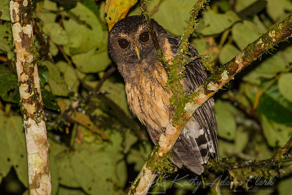 Mottled owl KAC9369
