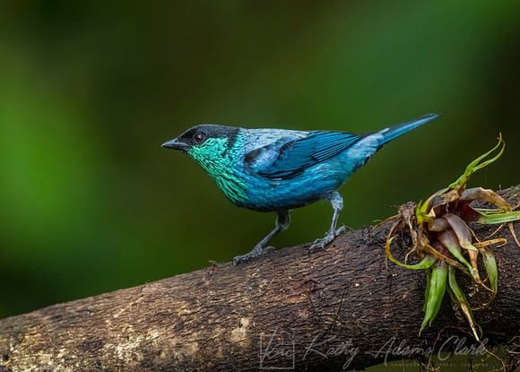 Black-capped tanager KAC0014