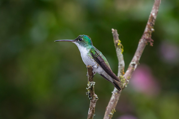 Andean emerald hummingbird KAC0899