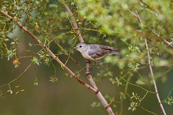 Lucy's warbler KAC1901