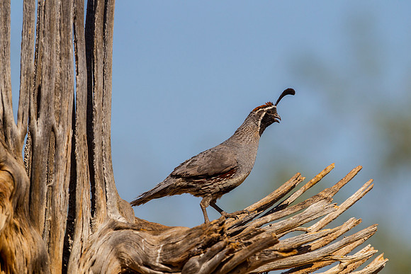 Gambel's quail KAC9040