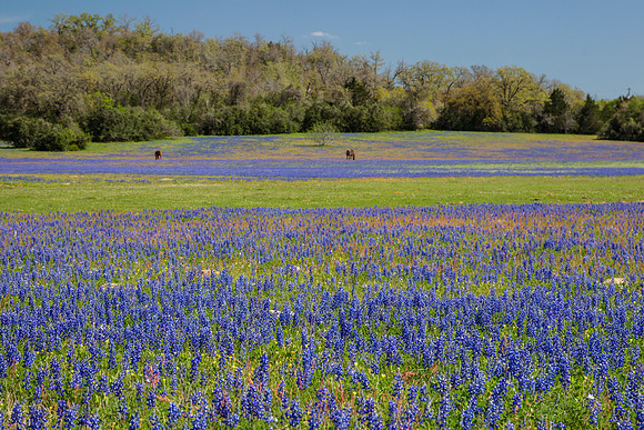 8 Texas bluebonnet KAC3105
