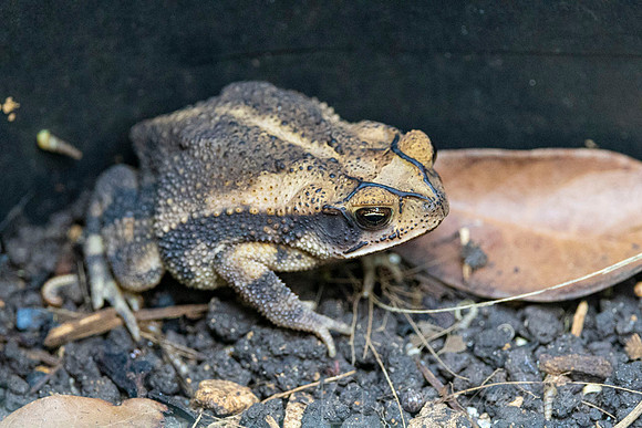 Gulf Coast Toad KAC1034