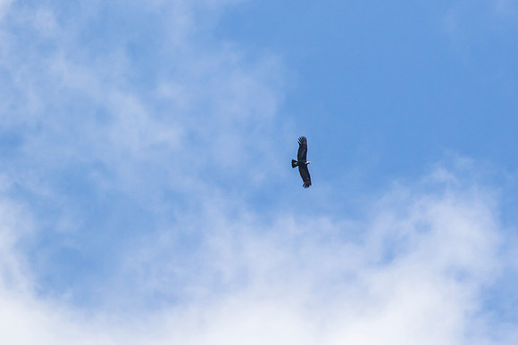 Andean Condor KAC8354