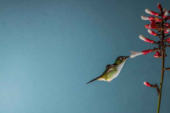 Booted racket-tail hummingbird KAC0469