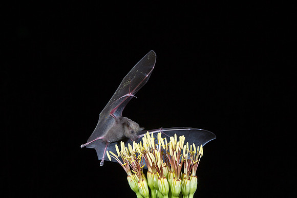 Mexican Long-tongued Bat KAC2051