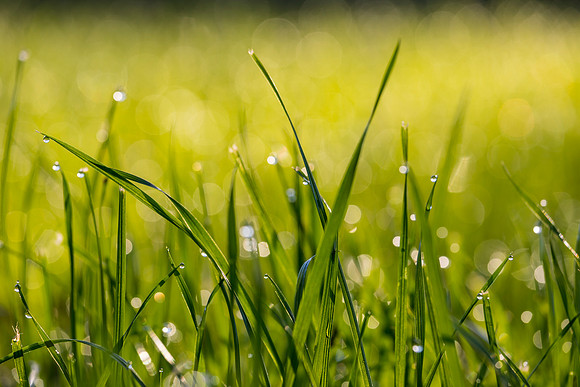 Grass Morning Spring KAC0561