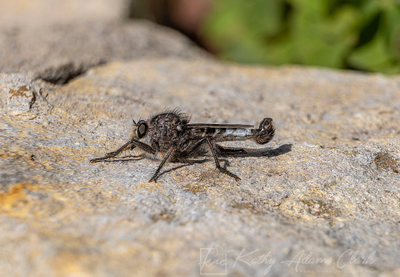 Robberfly KAC9364 blend