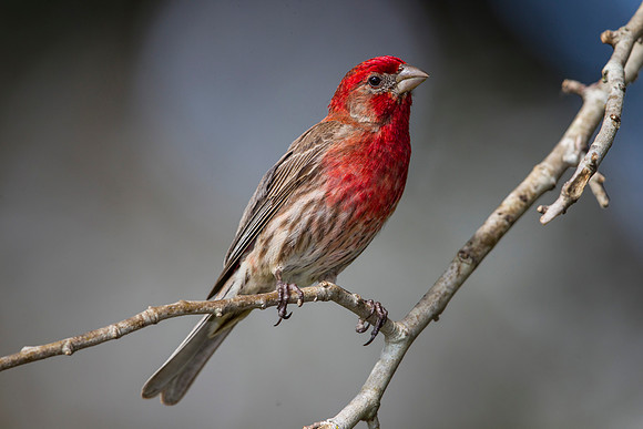 House finch KAC8285