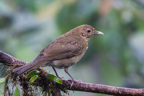 Ecuadorian thrush KAC9705
