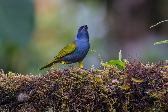 Blue-capped tanager KAC9862