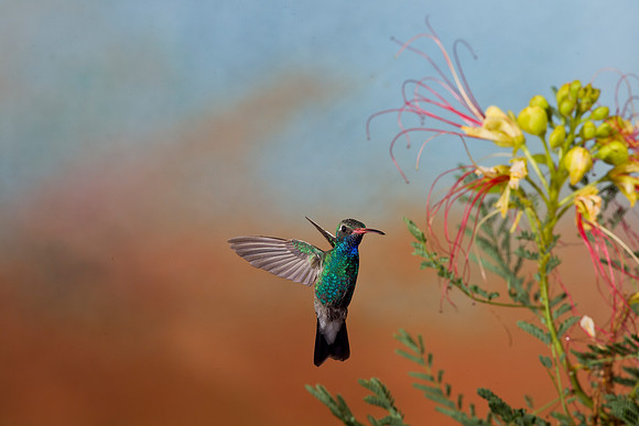 Broad-billed Hummingbird KAC2146