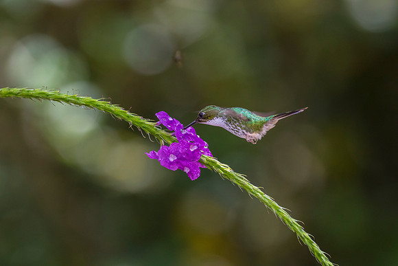 Booted racket-tail hummingbird KAC9691